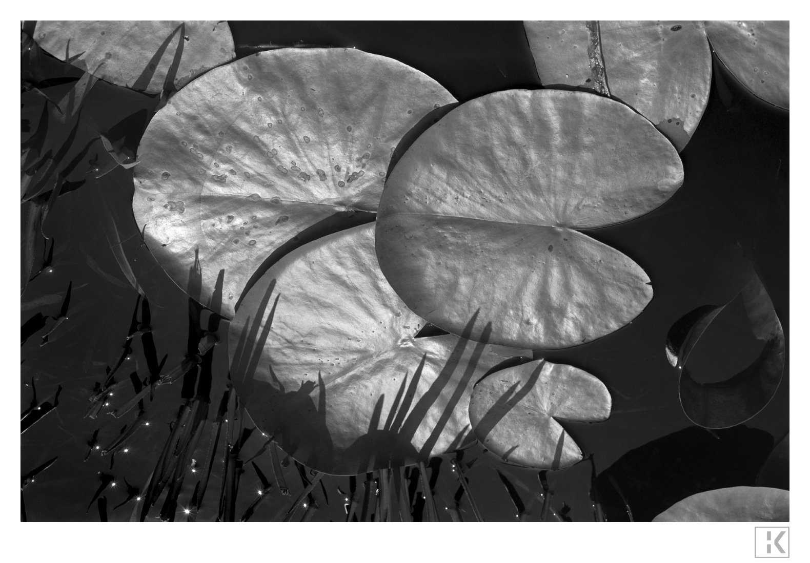 Reflecting Leaves, Water Lily