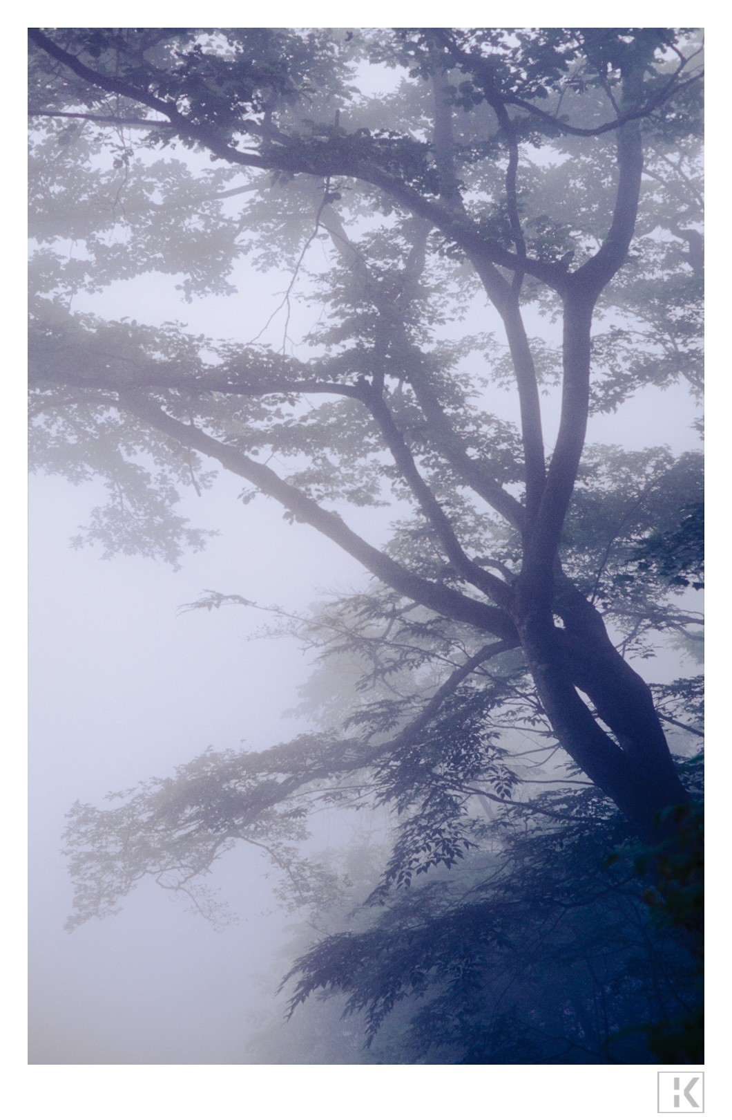 Trees in Fog near Nikko, 1998