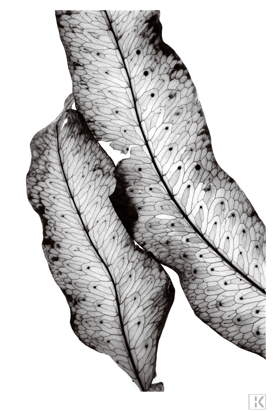 Polypody (Polypodium Vulgare)