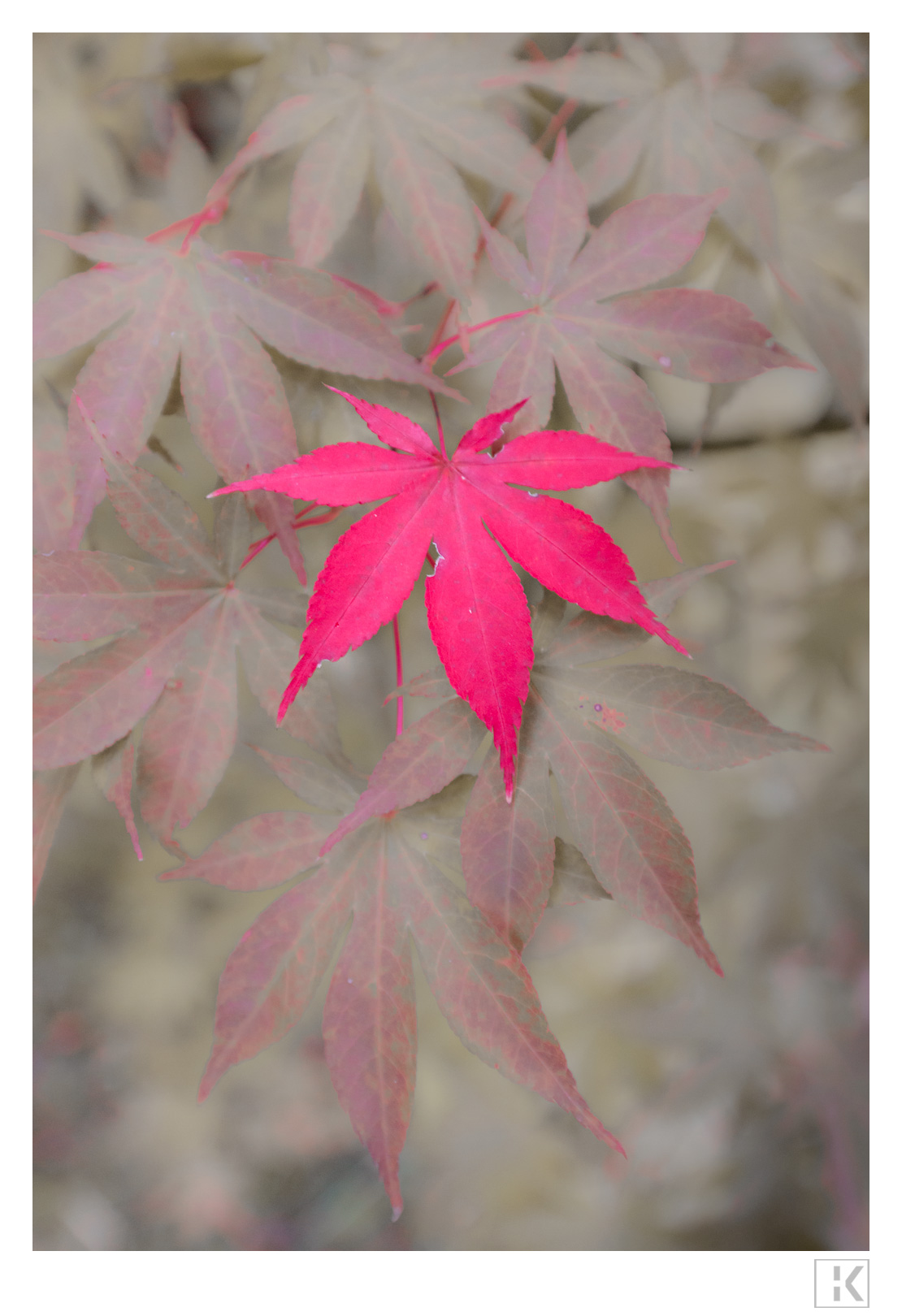 Maple Leaf (Acer palmatum Osakazuki)