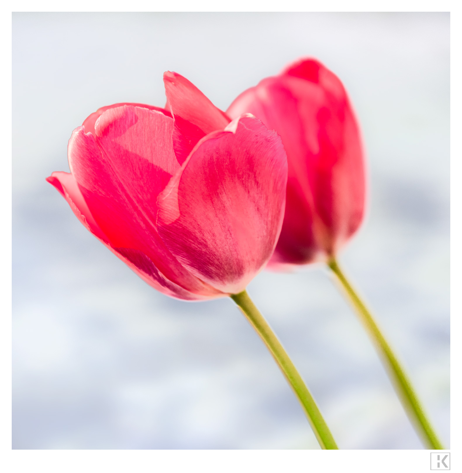 Two Tulips