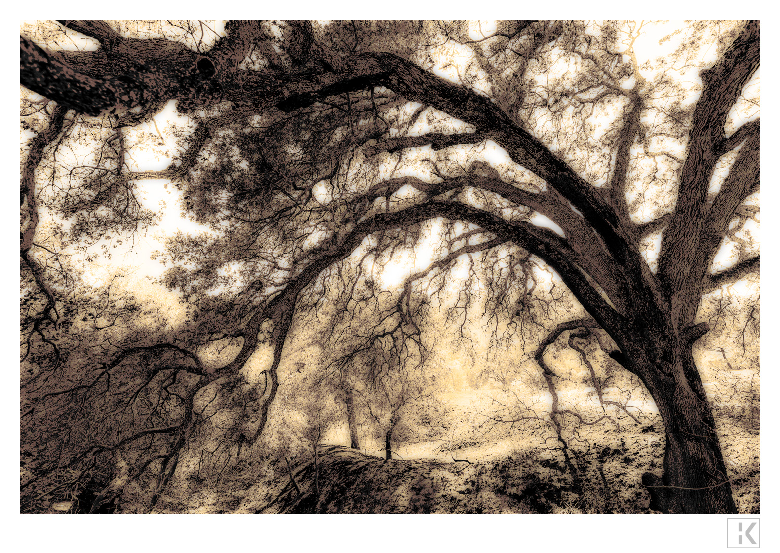 Tree after Fire, California, 2015 