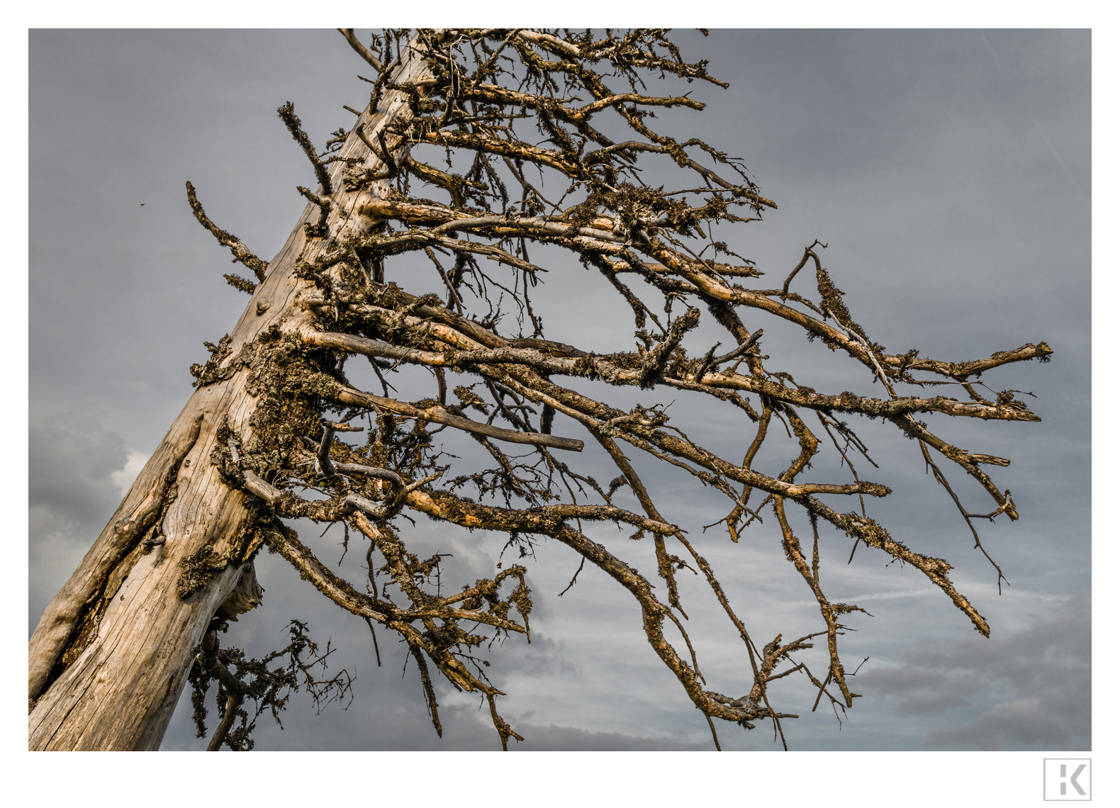 Dead Tree, Ötscher, Austria