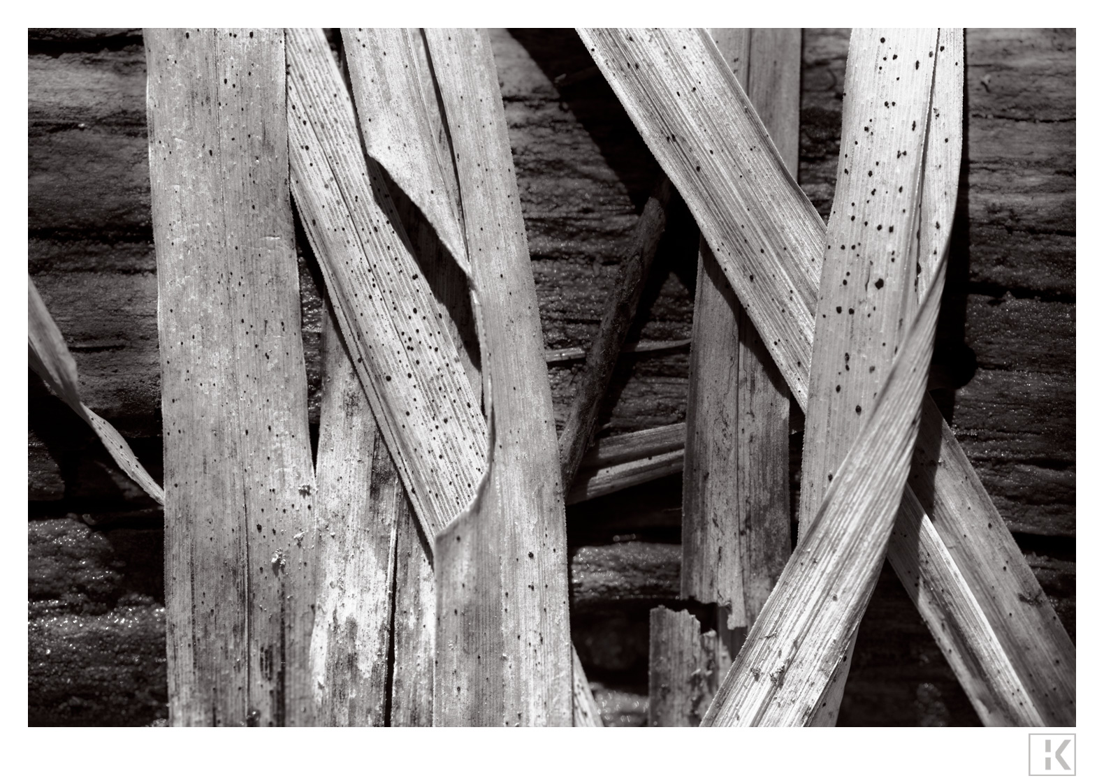 Rotten Reed