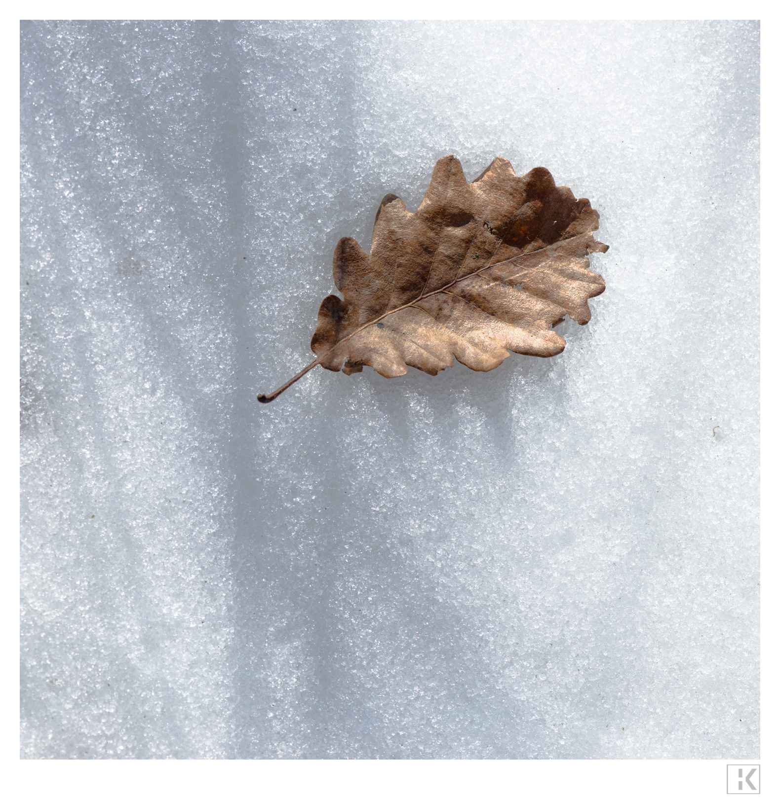Oak Leaf in Snow