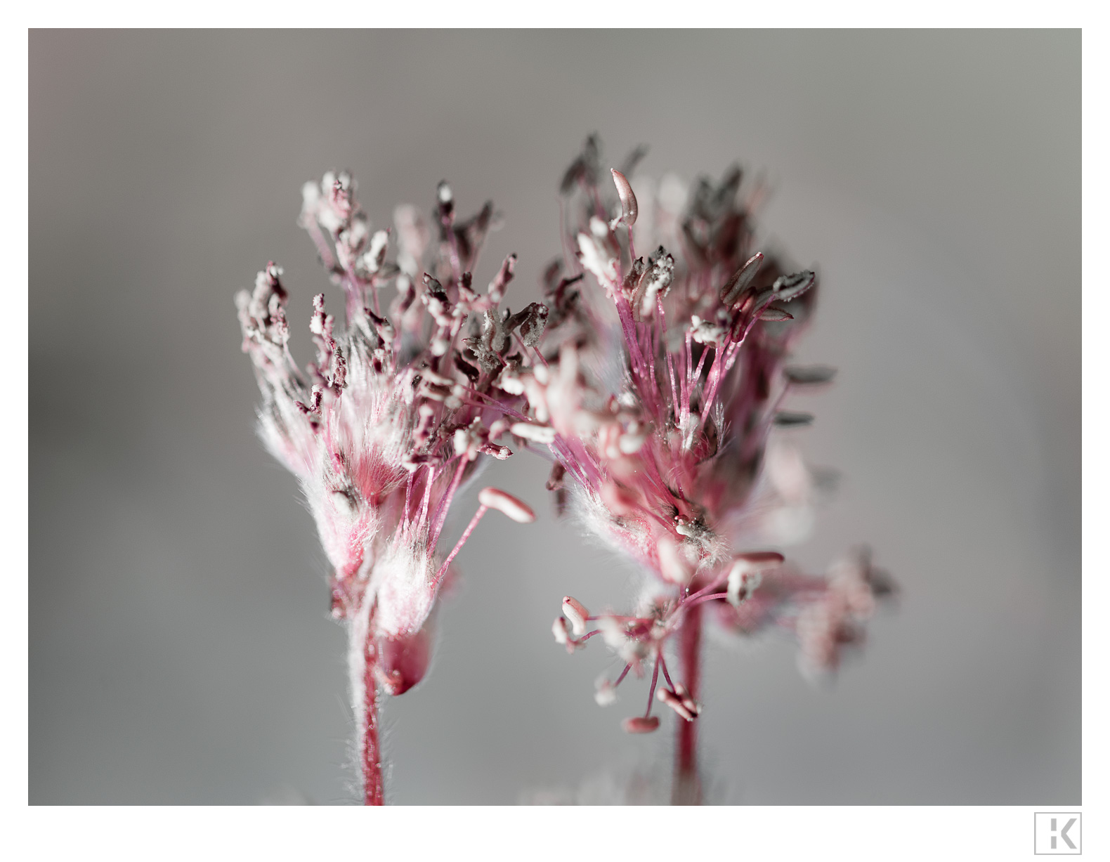 Pink Beach Blossoms