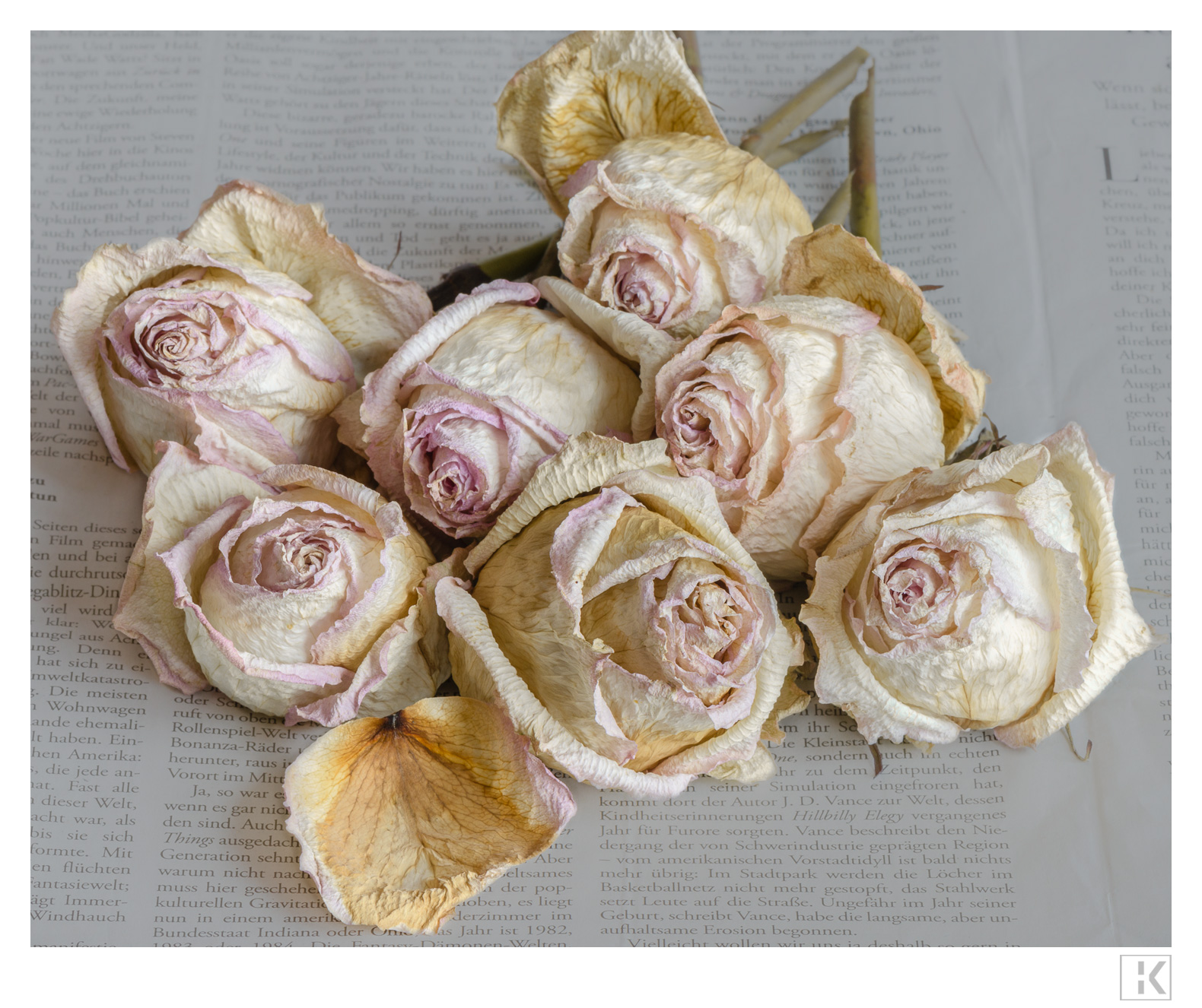 Dried Roses on Newspaper