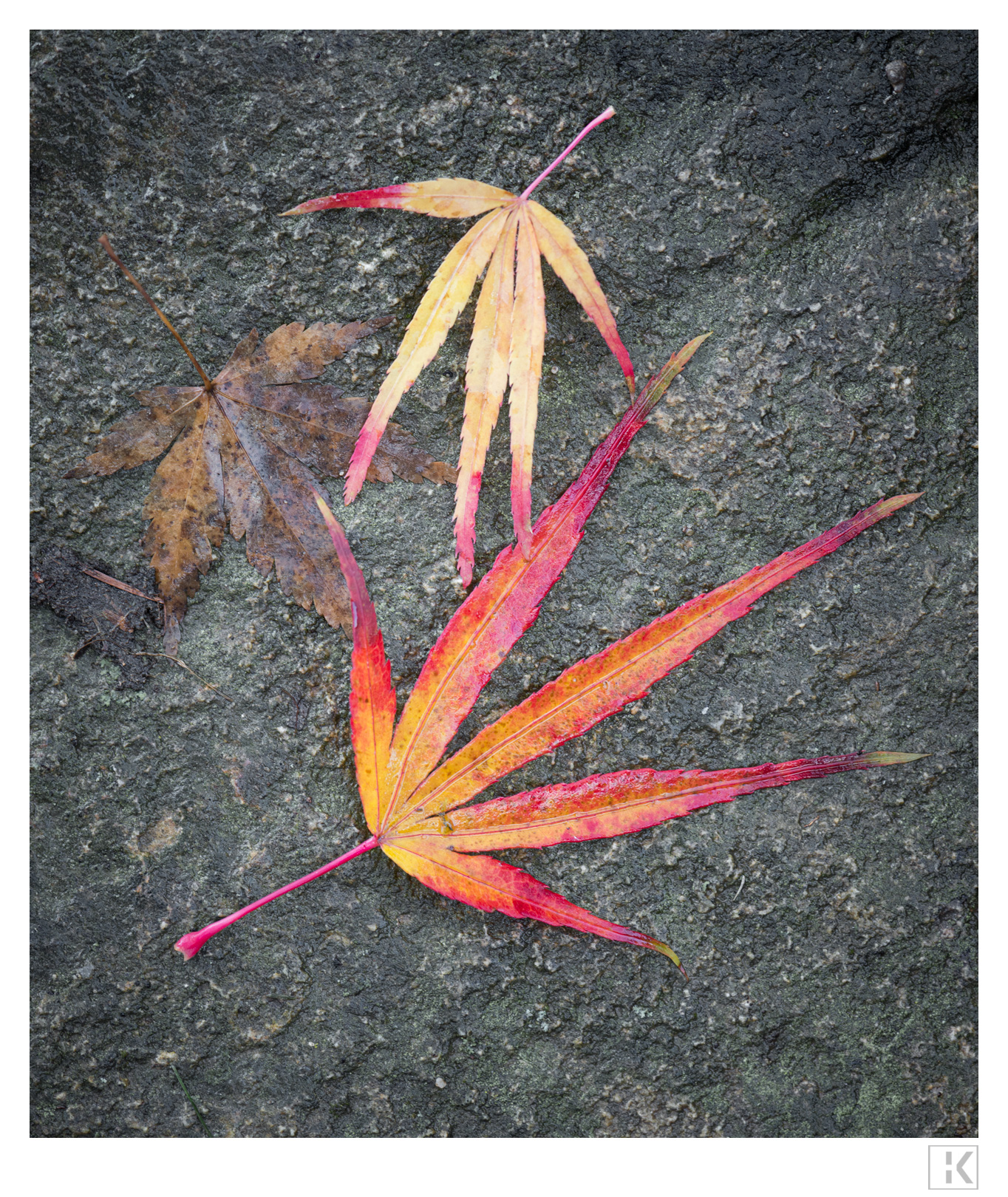 Autumn leaves (Acer Palmatum Scolopendrifolium)