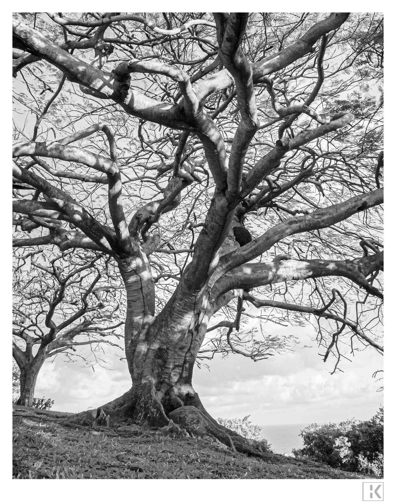 Tree near Fort King George, Scarborough, Tobago