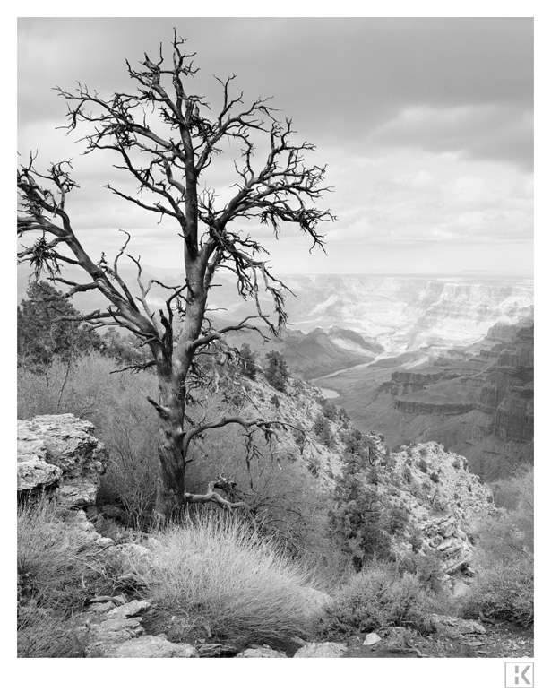 Dead Tree, Grand Canyon