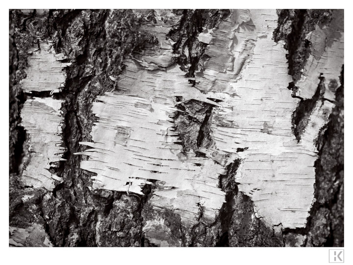 Bark, Birch Tree