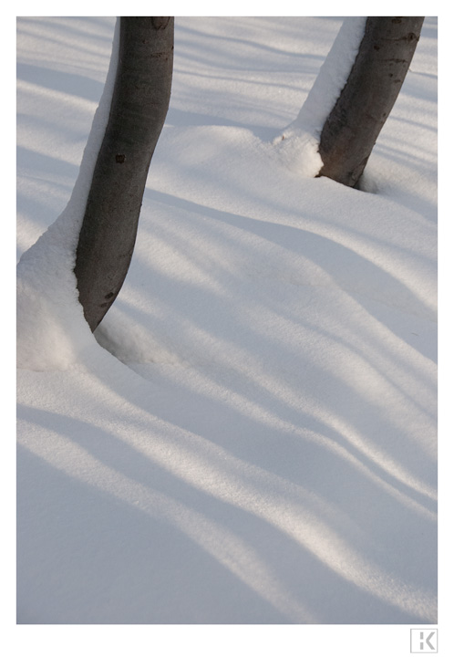 Beech Shadows in Snow, Schoepfl
