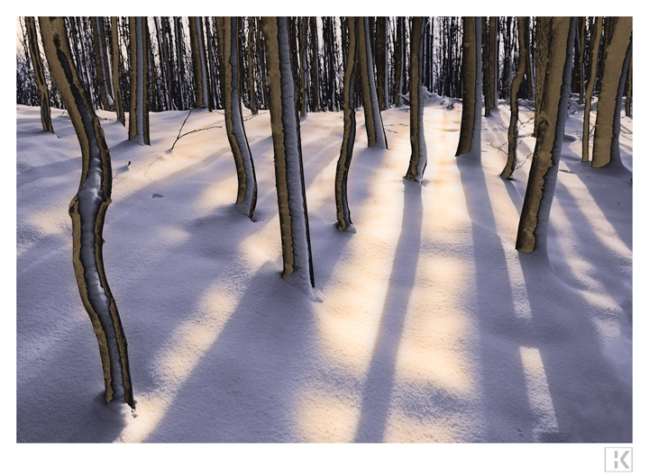 Light Rays through Winter Forest, 2007