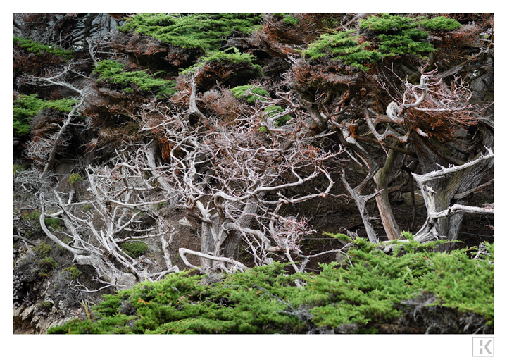 Cypresses, Point Lobos