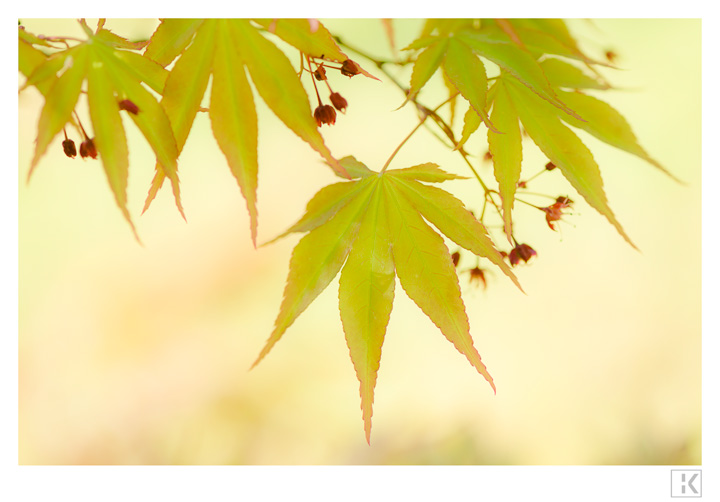 Green Maple Leaves and Red Blossoms